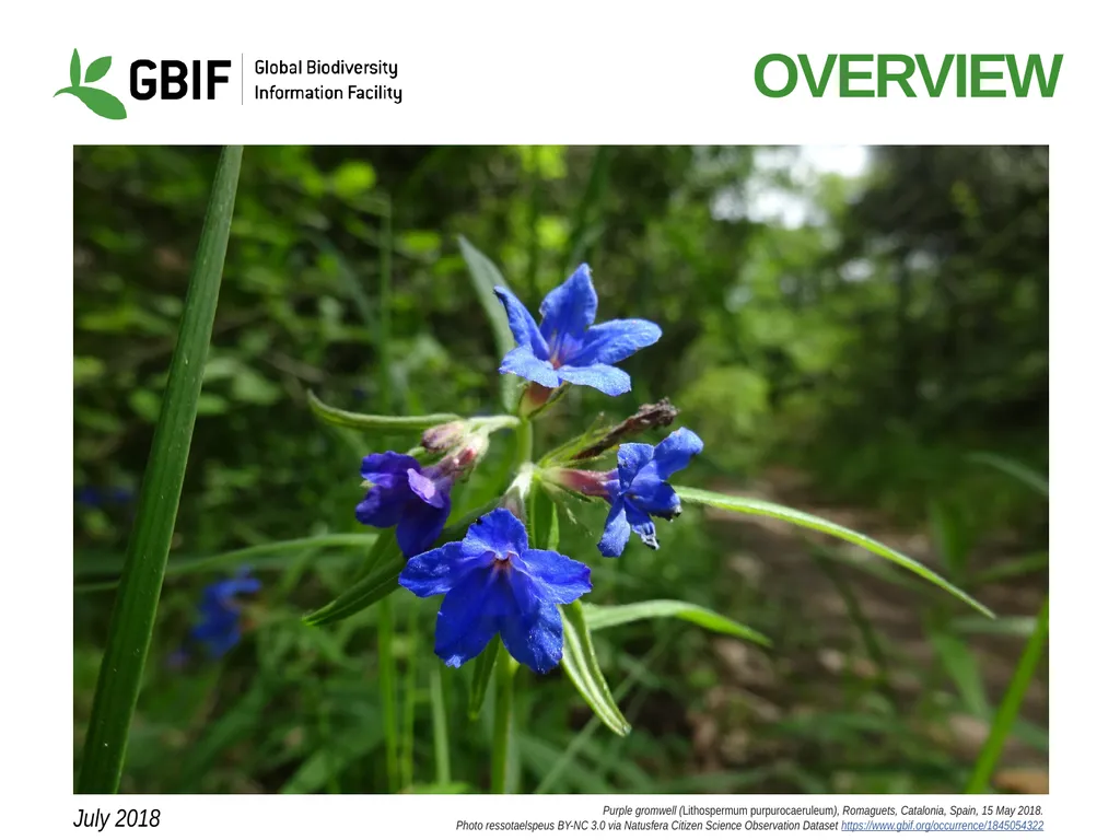 Overview Purple gromwell (Lithospermum