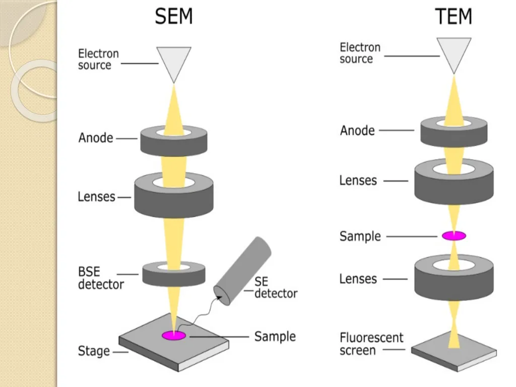 Electron microscope By Dr. Nelson Xess Department - slide 10 of 10