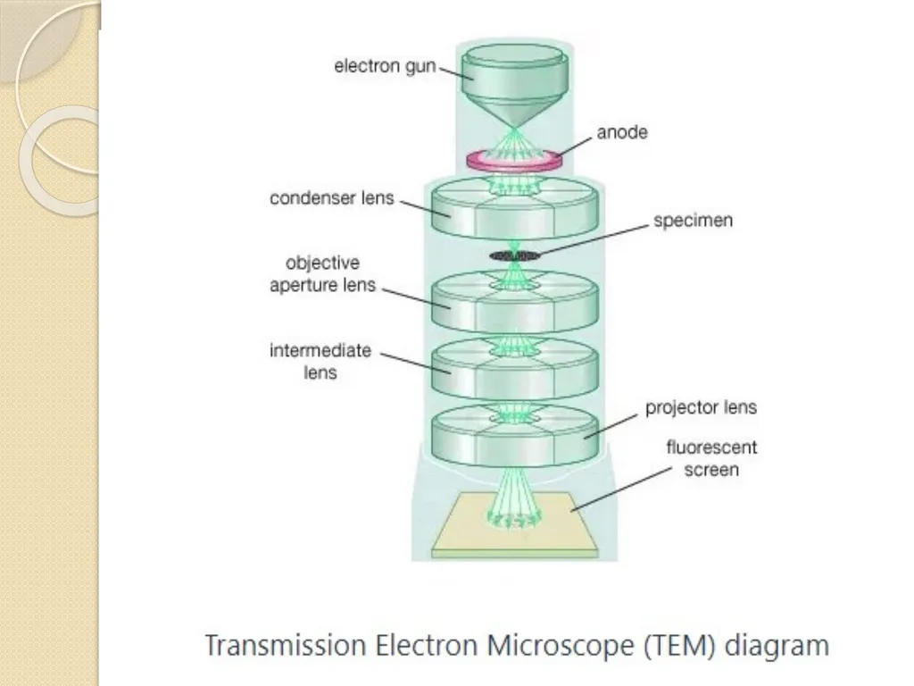 Electron microscope By Dr. Nelson Xess Department - slide 5 of 10