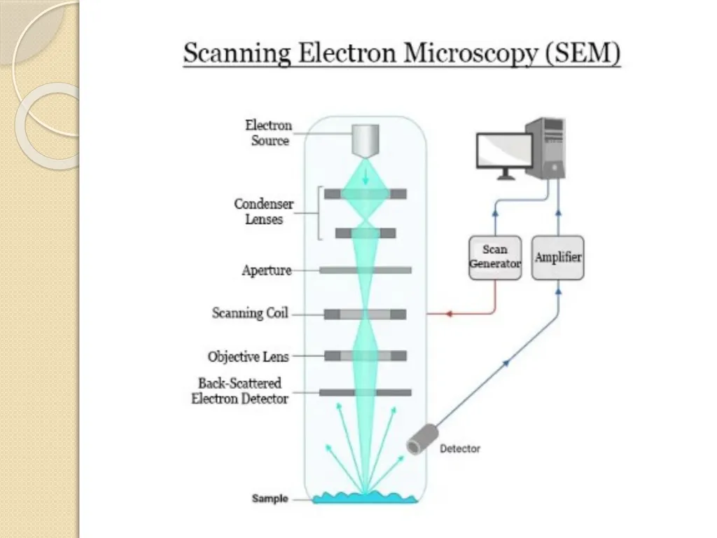 Electron microscope By Dr. Nelson Xess Department - slide 7 of 10
