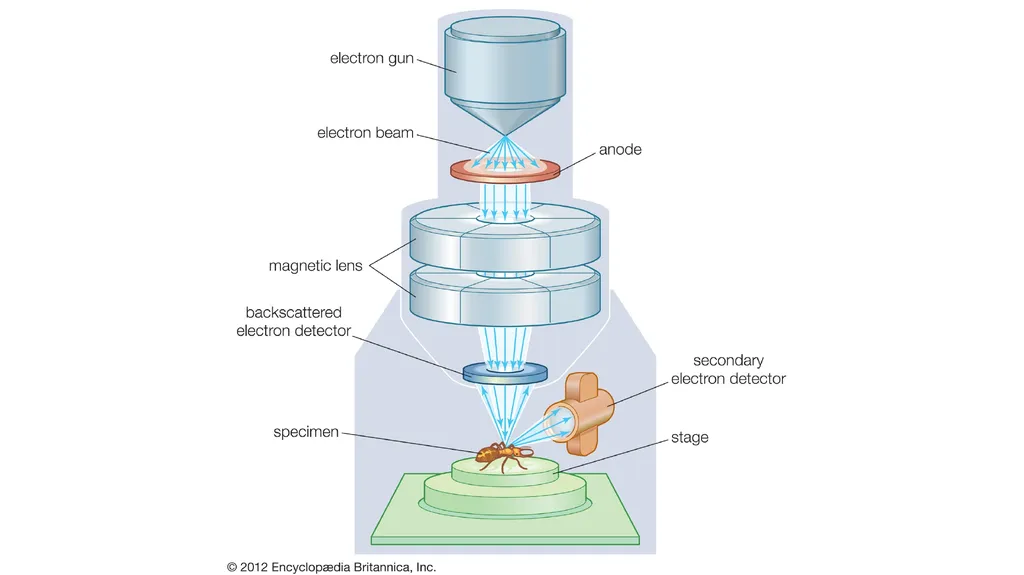 Electron Microscopy What is Electron Microscopy? - slide 8 of 12