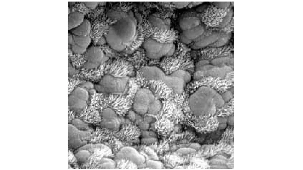 Electron Microscopy What is Electron Microscopy? - slide 9 of 12