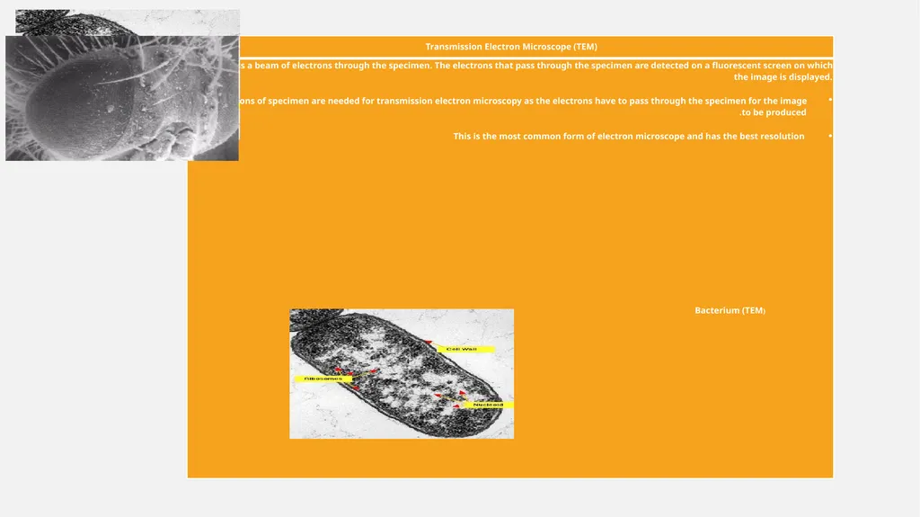 There are two types of electron microscopes - slide 4 of 5