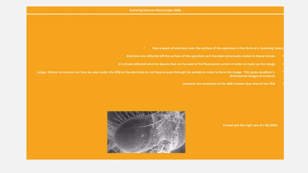There are two types of electron microscopes - slide 5 of 5