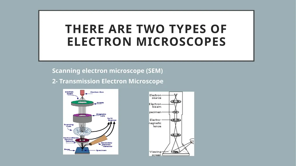 There are two types of electron microscopes - slide 1 of 5