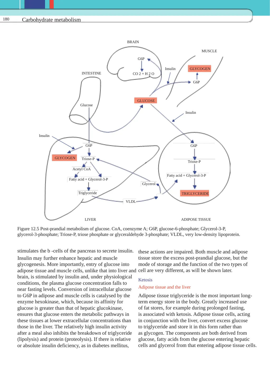 12 Carbohydrate metabolism Chemistry 176 - slide 7 of 21