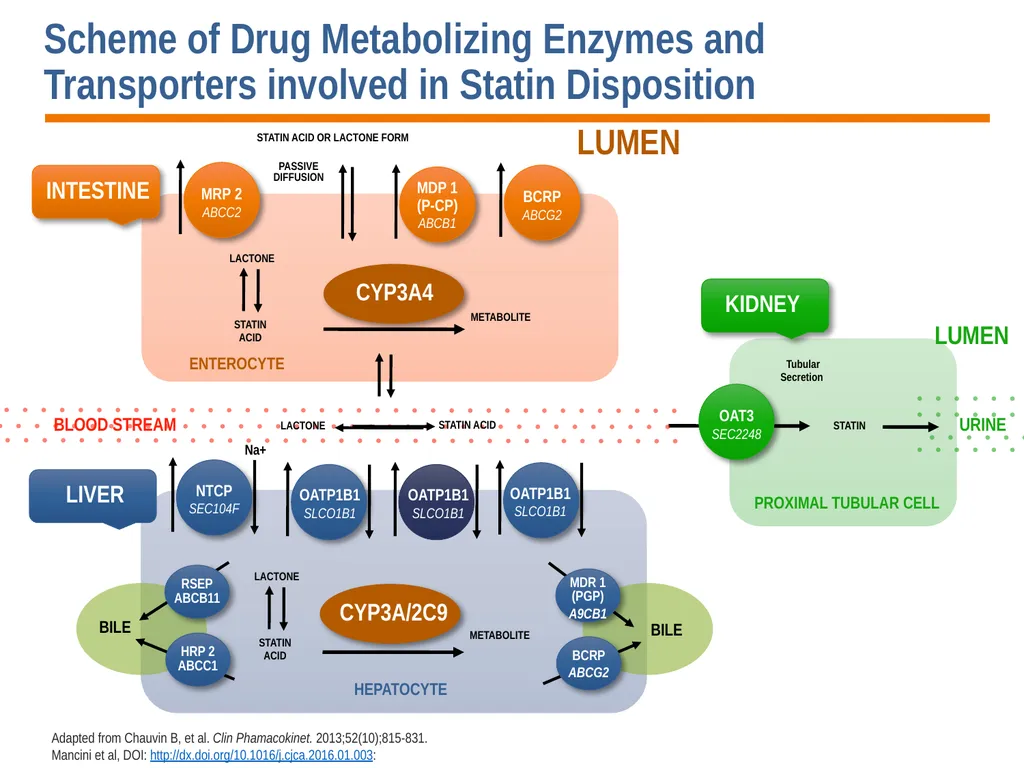 Diagnosis, Prevention and Management of Statin - slide 41 of 70