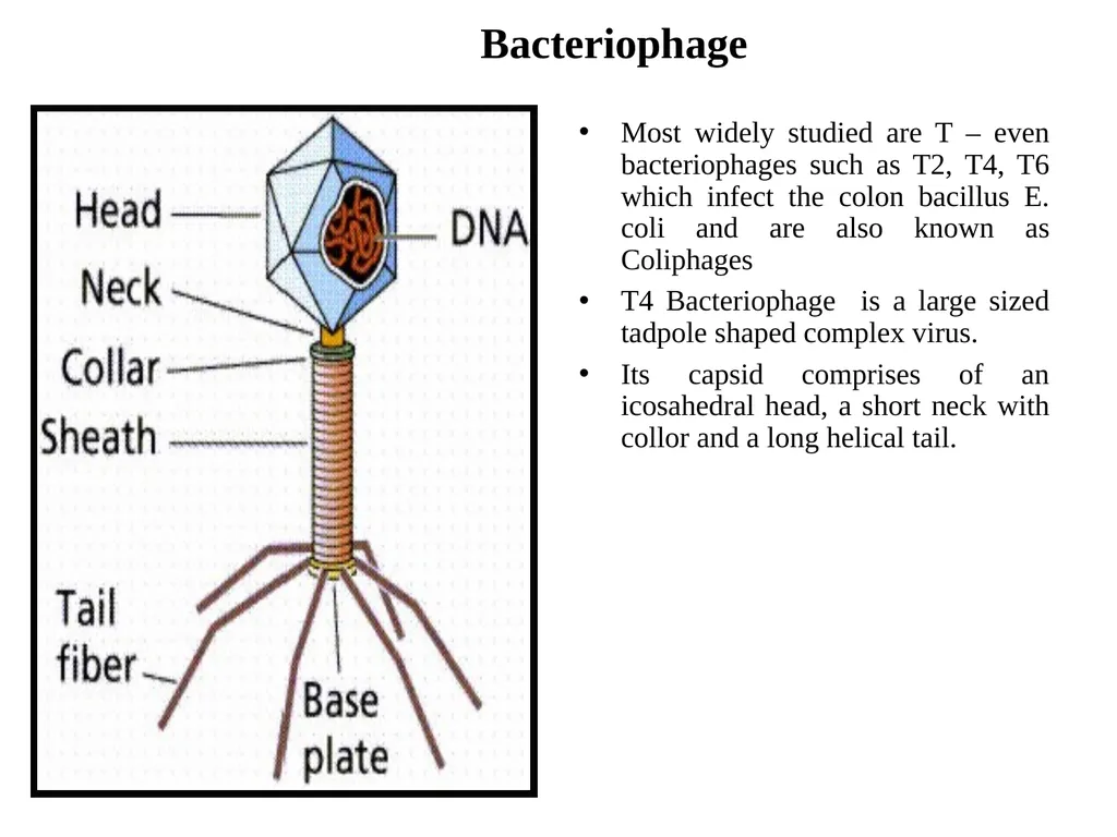 Books For References: Prokaryotic and Eukaryotic - slide 51 of 66