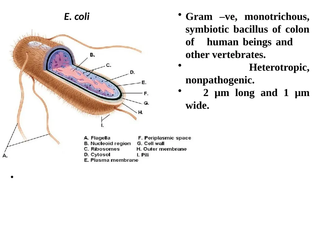 Books For References: Prokaryotic and Eukaryotic - slide 38 of 66