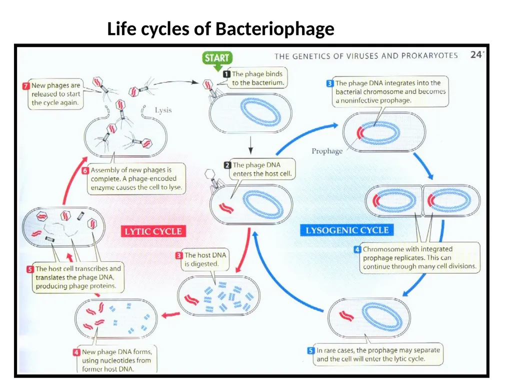 Books For References: Prokaryotic and Eukaryotic - slide 55 of 66