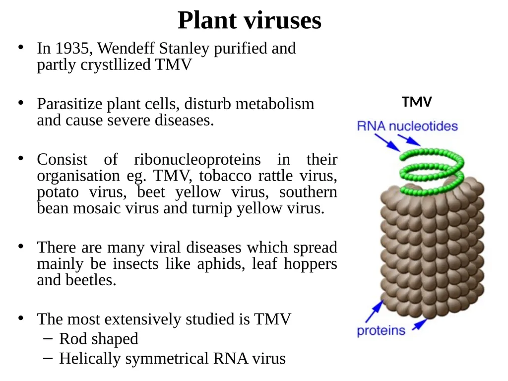 Books For References: Prokaryotic and Eukaryotic - slide 56 of 66