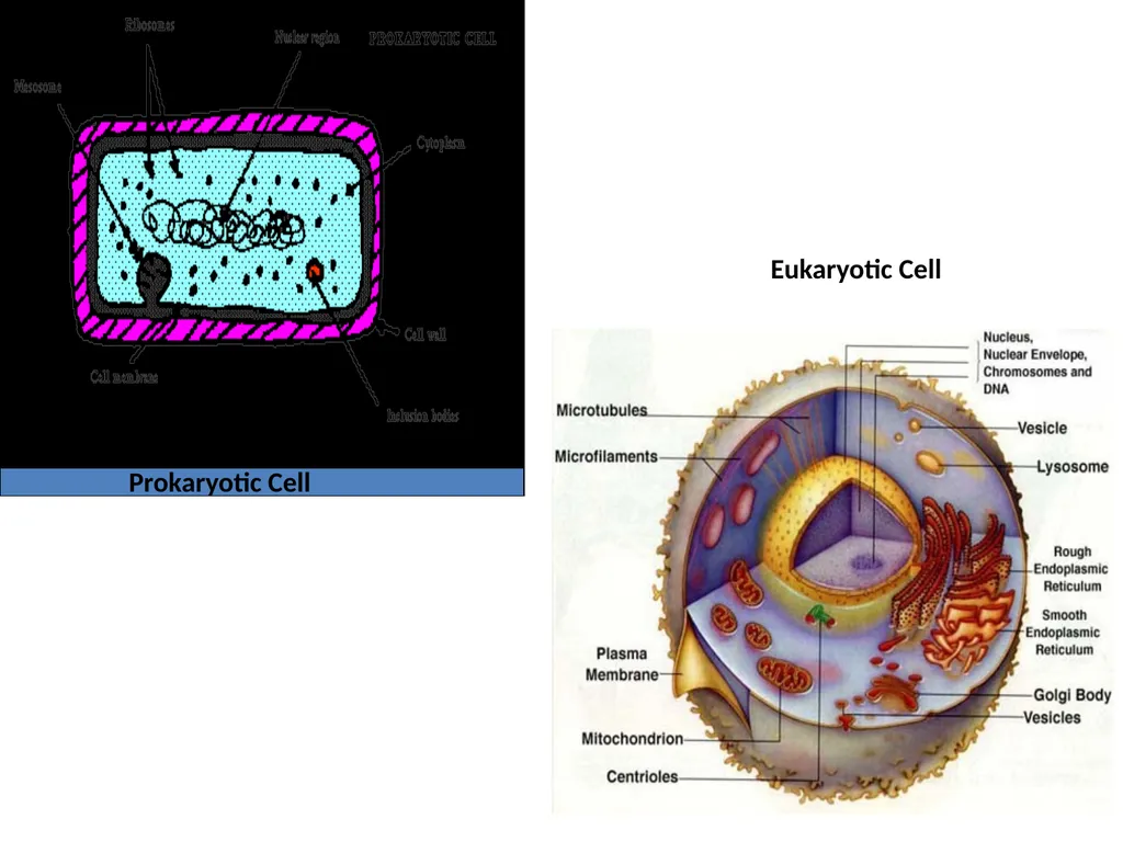 Books For References: Prokaryotic and Eukaryotic - slide 5 of 66