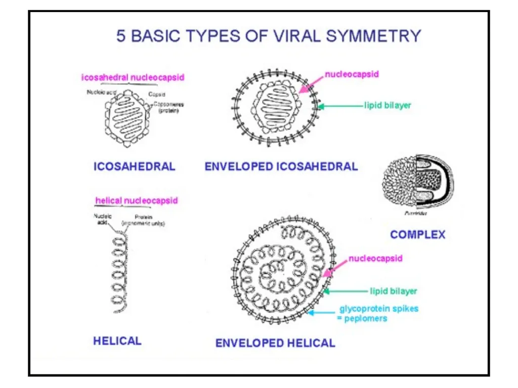 Books For References: Prokaryotic and Eukaryotic - slide 47 of 66