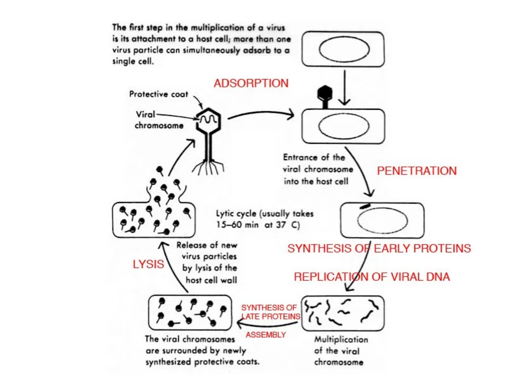Books For References: Prokaryotic and Eukaryotic - slide 53 of 66