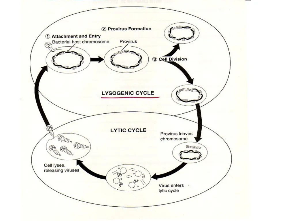 Books For References: Prokaryotic and Eukaryotic - slide 54 of 66