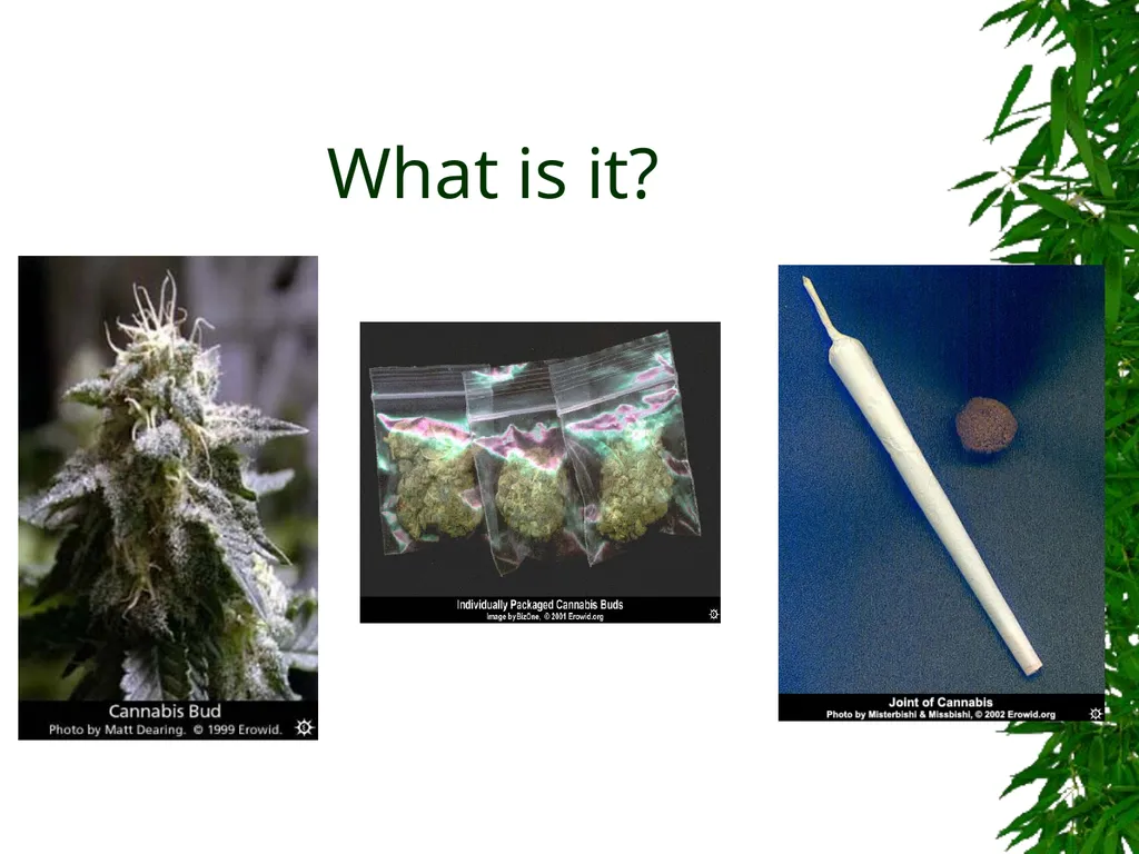 Presented By: David Kan, MD Medical Marijuana: - slide 4 of 48