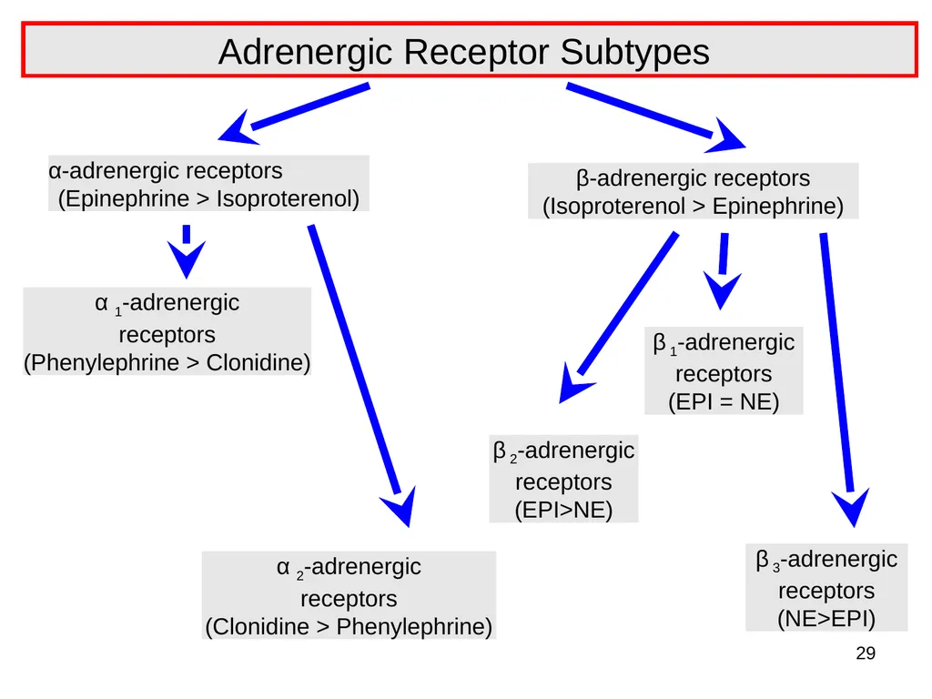 Pharmacology of the Autonomic Nervous System Part - slide 25 of 44