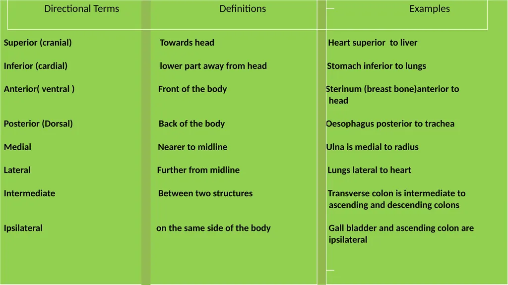 Human anatomy & physiology BY: DR. Stella Selena - slide 13 of 18