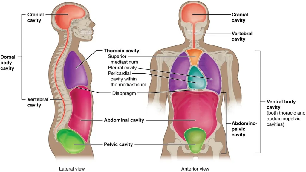 Human anatomy & physiology BY: DR. Stella Selena - slide 18 of 18
