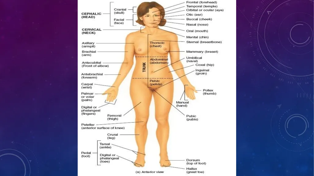 Human anatomy & physiology BY: DR. Stella Selena - slide 9 of 18