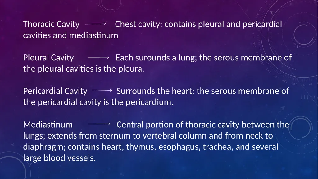 Human anatomy & physiology BY: DR. Stella Selena - slide 16 of 18