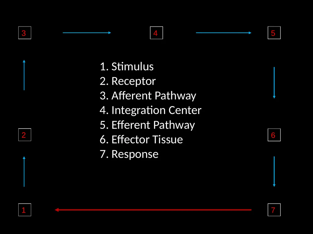 Human Physiology Left Right Analytical Logical - slide 10 of 18