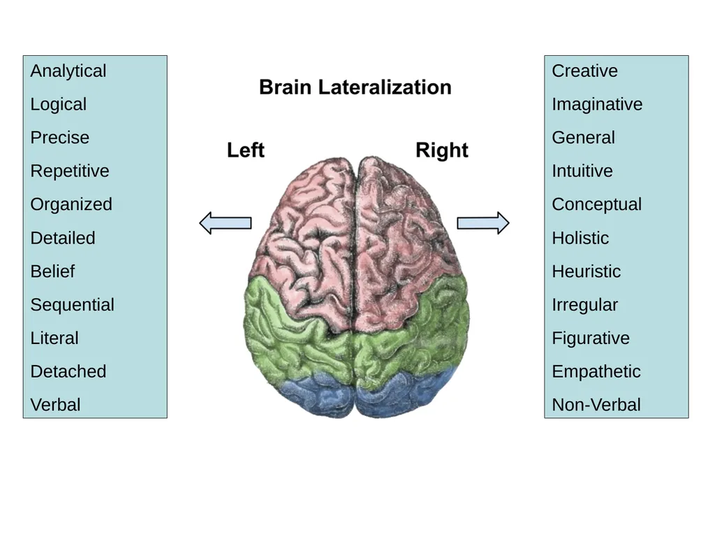 Human Physiology Left Right Analytical Logical - slide 2 of 18