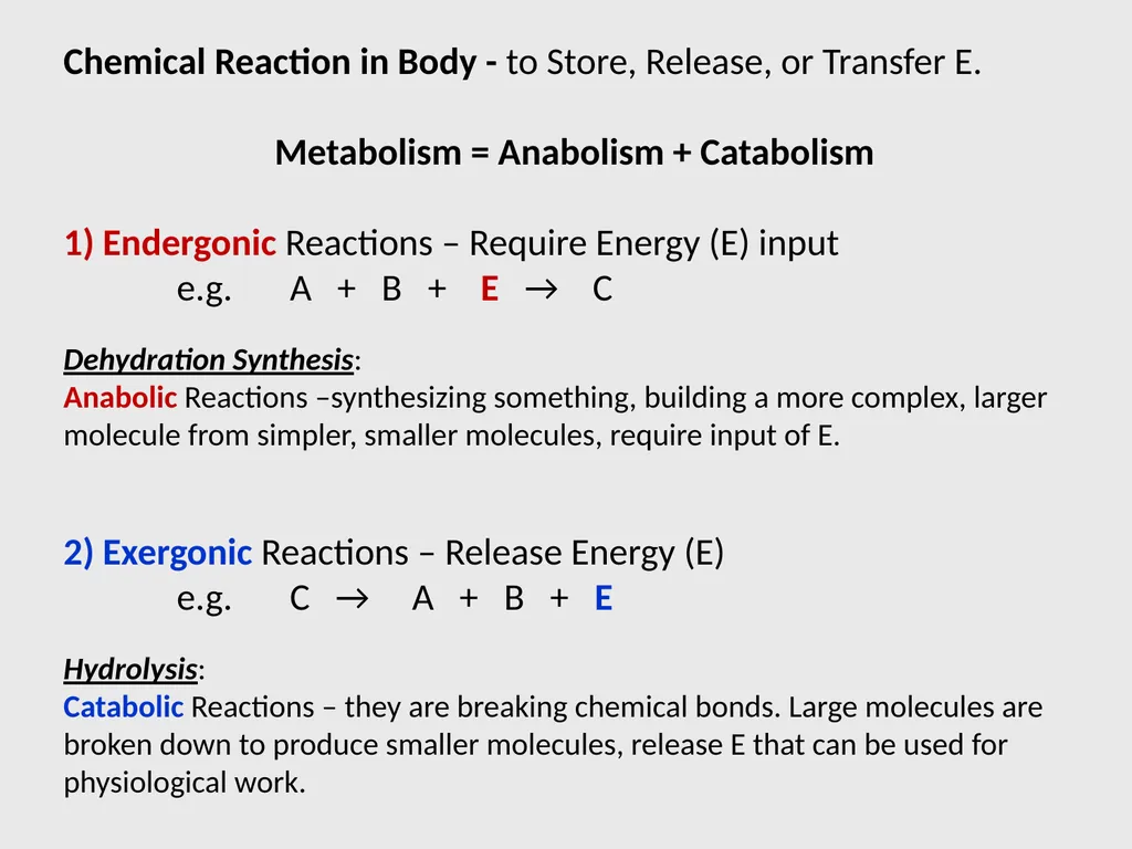 Human Physiology Left Right Analytical Logical - slide 18 of 18
