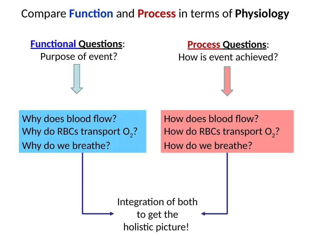 Human Physiology Left Right Analytical Logical - slide 4 of 18