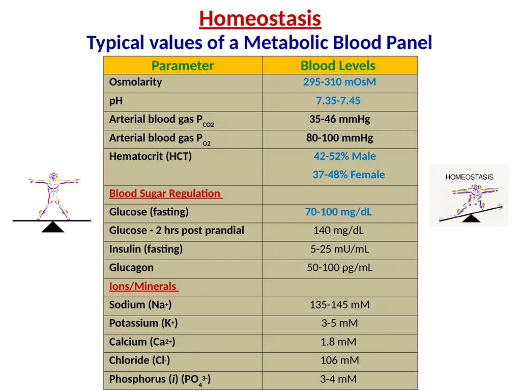 Human Physiology Left Right Analytical Logical - slide 6 of 18