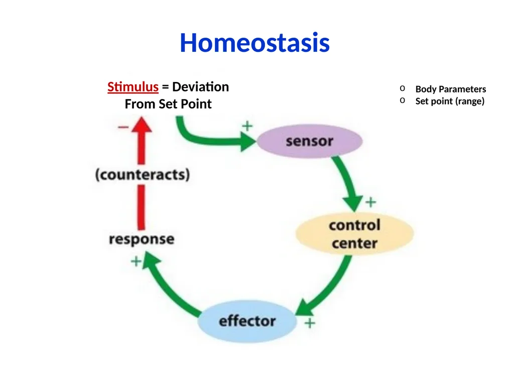 Human Physiology Left Right Analytical Logical - slide 8 of 18