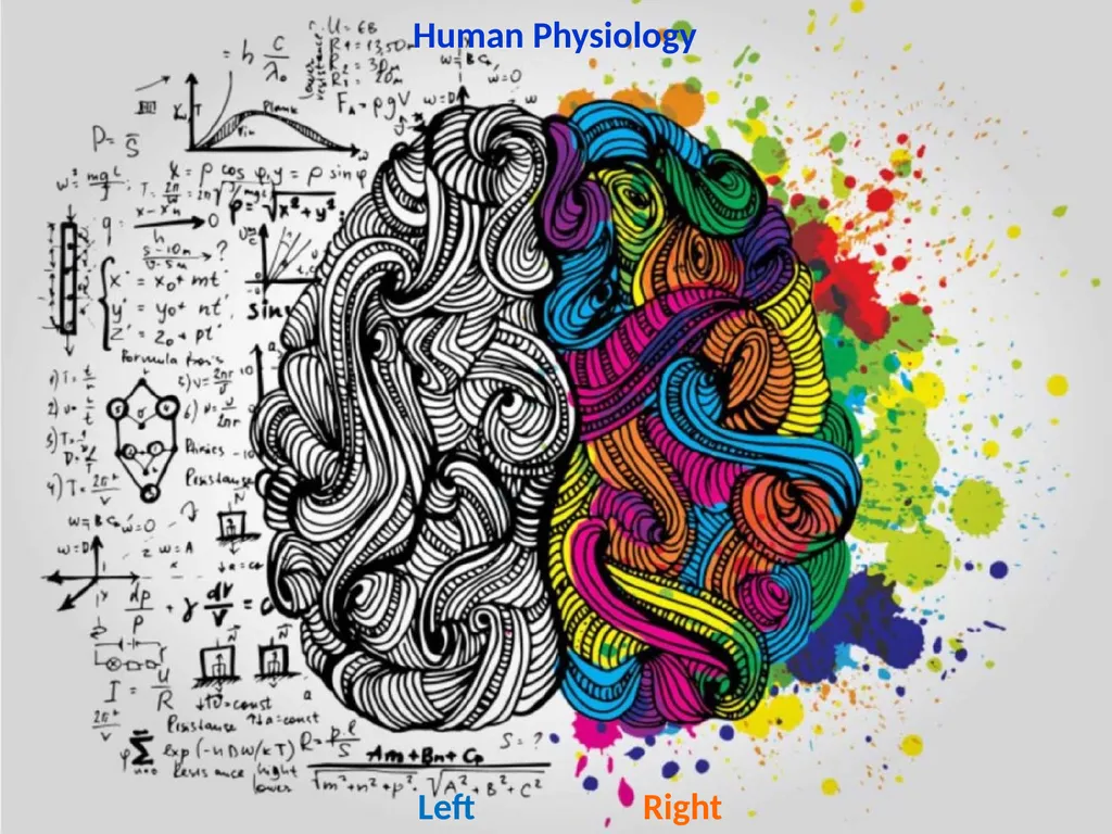 Human Physiology Left Right Analytical Logical - slide 1 of 18