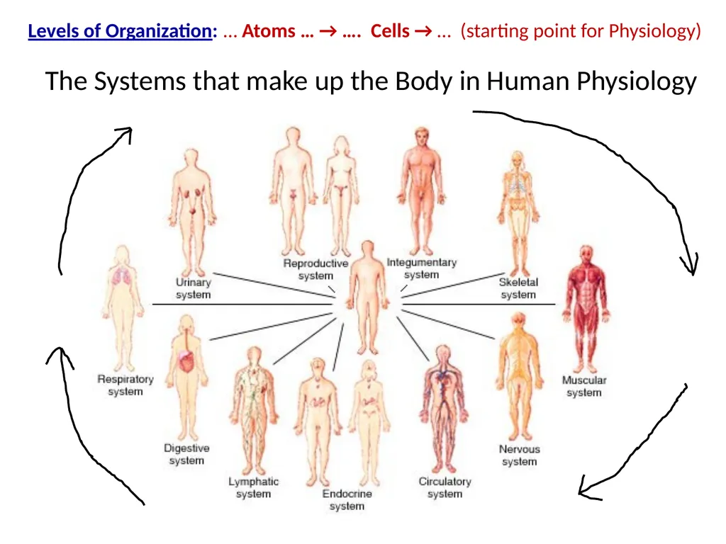 Human Physiology Left Right Analytical Logical - slide 5 of 18