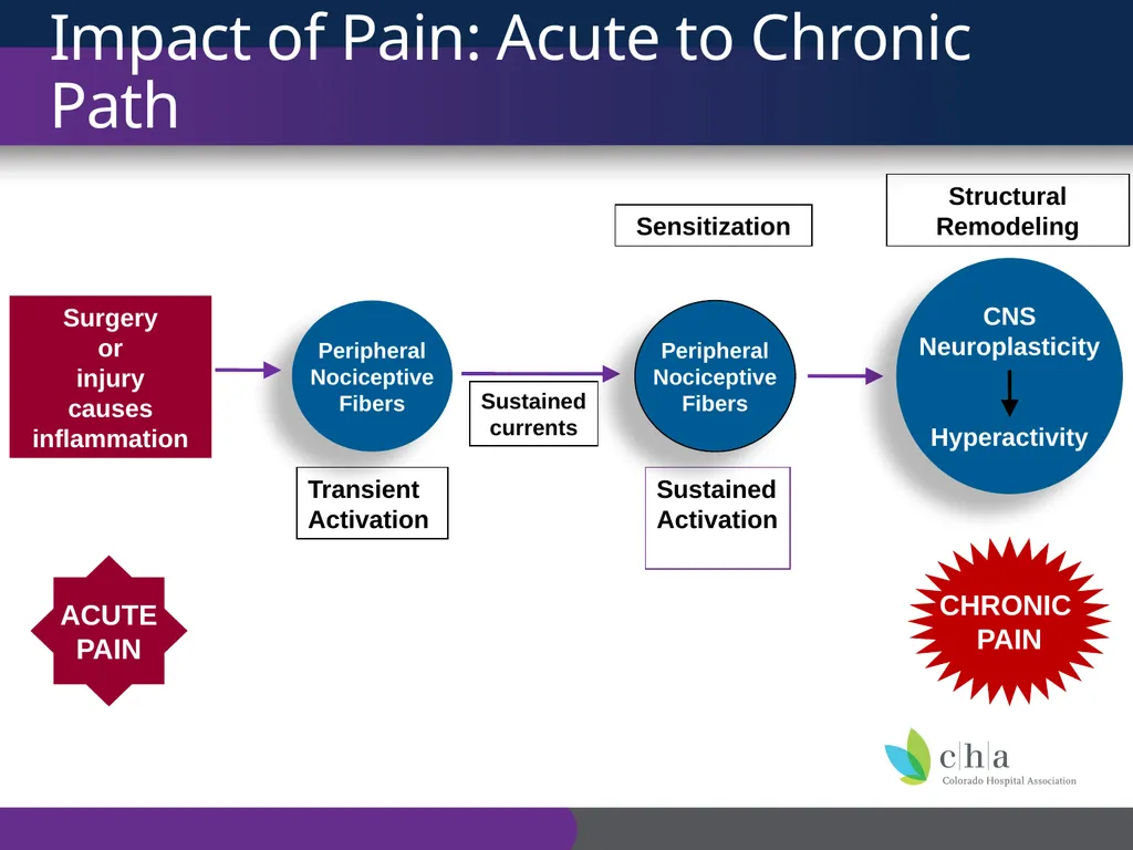 The Anatomy and Physiology of Pain CO’s CURE - slide 25 of 30