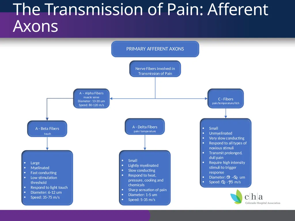 The Anatomy and Physiology of Pain CO’s CURE - slide 9 of 30
