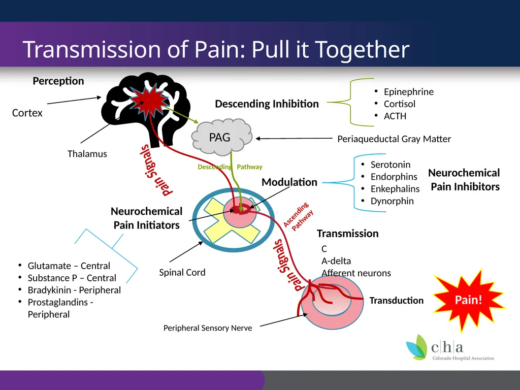 The Anatomy and Physiology of Pain CO’s CURE - slide 11 of 30