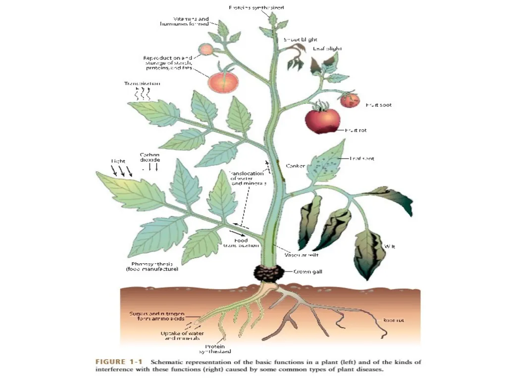 Unit 1: Introduction and History of plant - slide 5 of 13