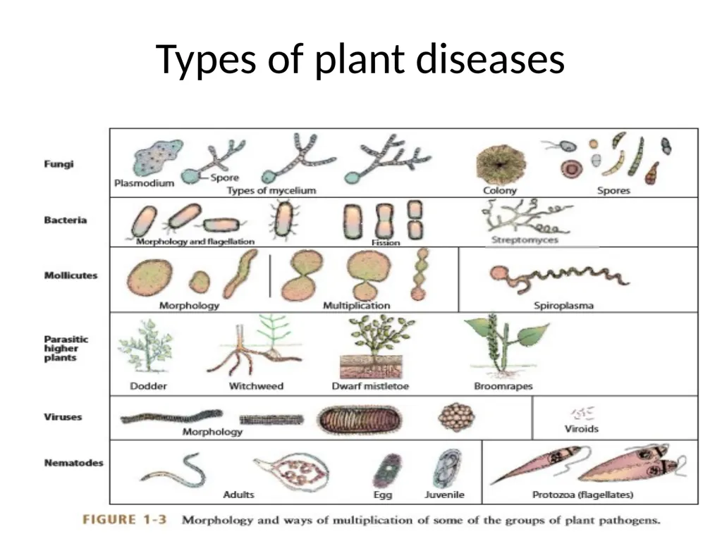 Unit 1: Introduction and History of plant - slide 10 of 13