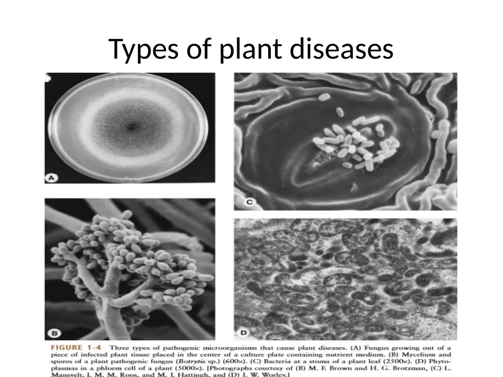 Unit 1: Introduction and History of plant - slide 12 of 13