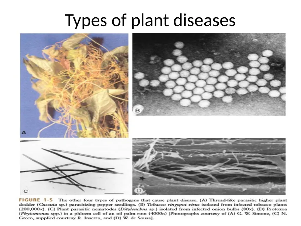 Unit 1: Introduction and History of plant - slide 13 of 13