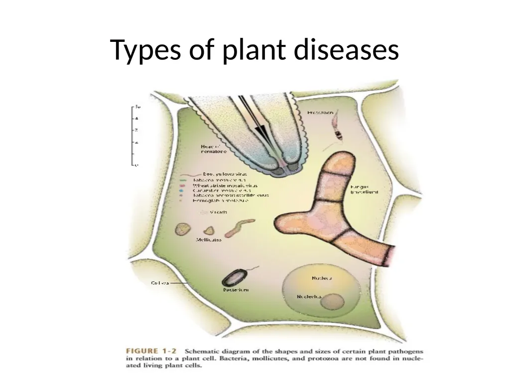 Unit 1: Introduction and History of plant - slide 9 of 13