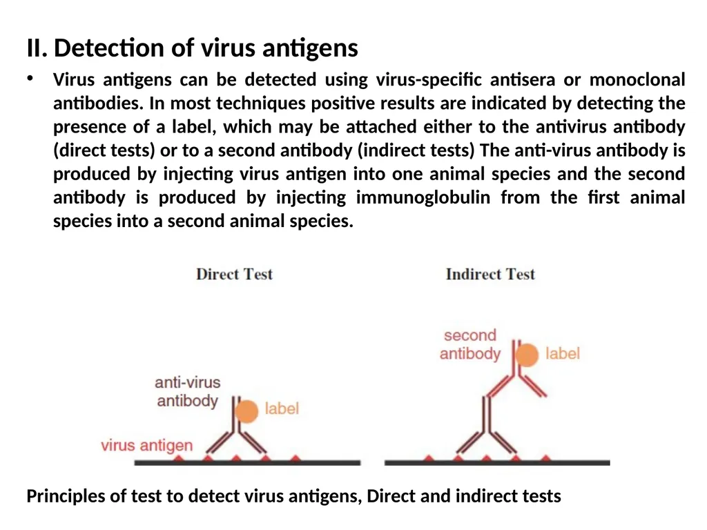 Lecture Three Methods in virology Methods used in - slide 11 of 15