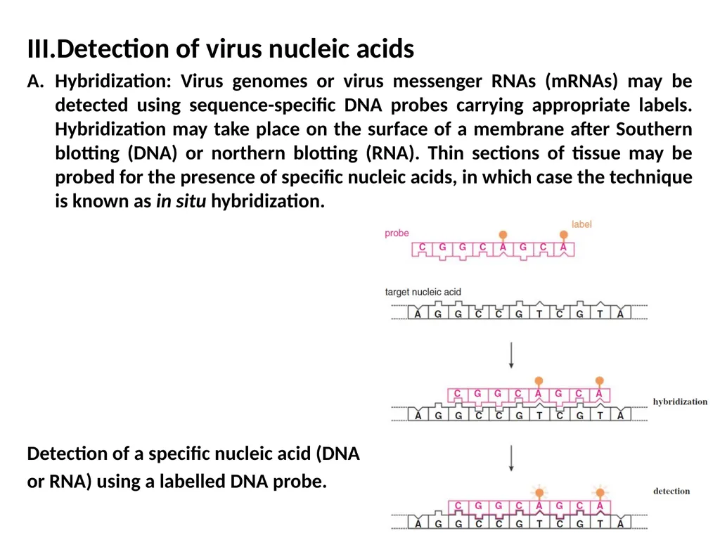 Lecture Three Methods in virology Methods used in - slide 12 of 15