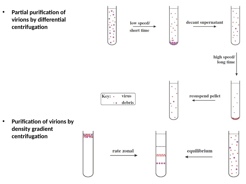 Lecture Three Methods in virology Methods used in - slide 7 of 15