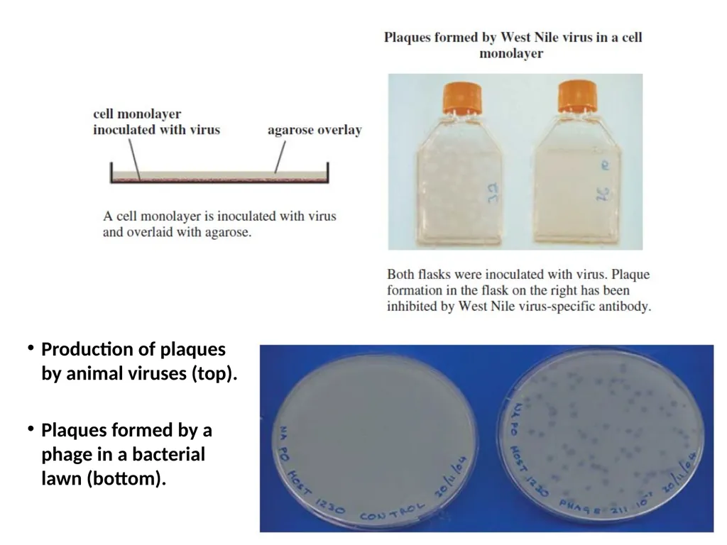 Lecture Three Methods in virology Methods used in - slide 4 of 15