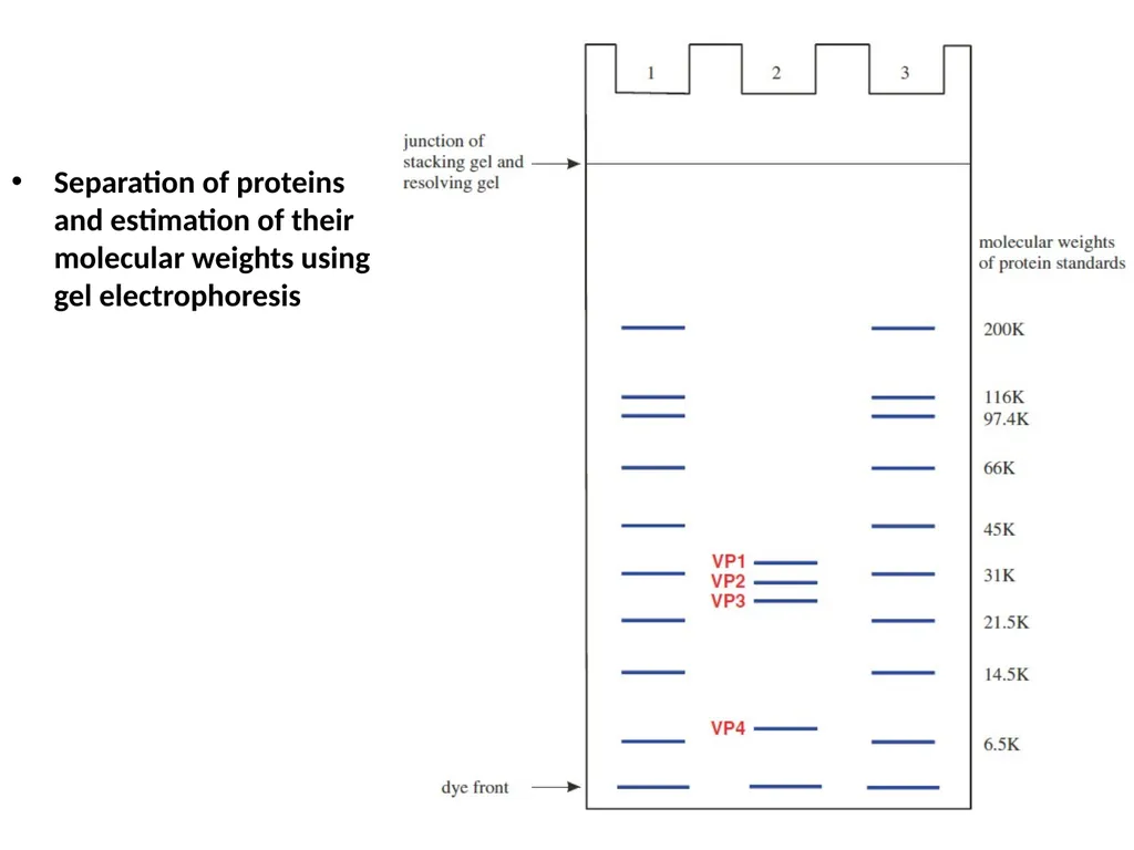 Lecture Three Methods in virology Methods used in - slide 10 of 15