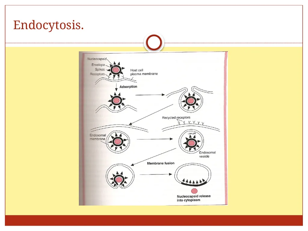 DR. Mohammed Arif Associate professor Consultant - slide 35 of 38