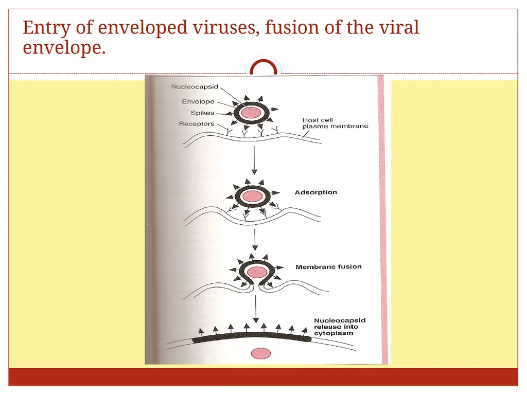 DR. Mohammed Arif Associate professor Consultant - slide 32 of 38
