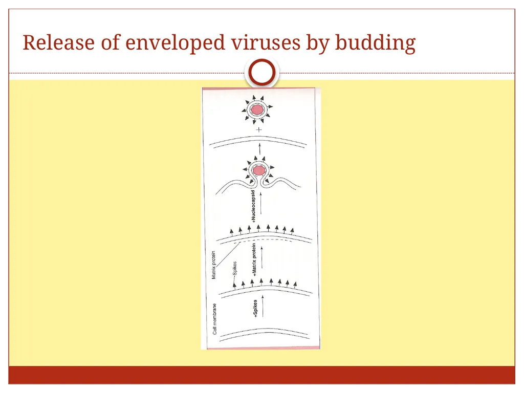 DR. Mohammed Arif Associate professor Consultant - slide 38 of 38