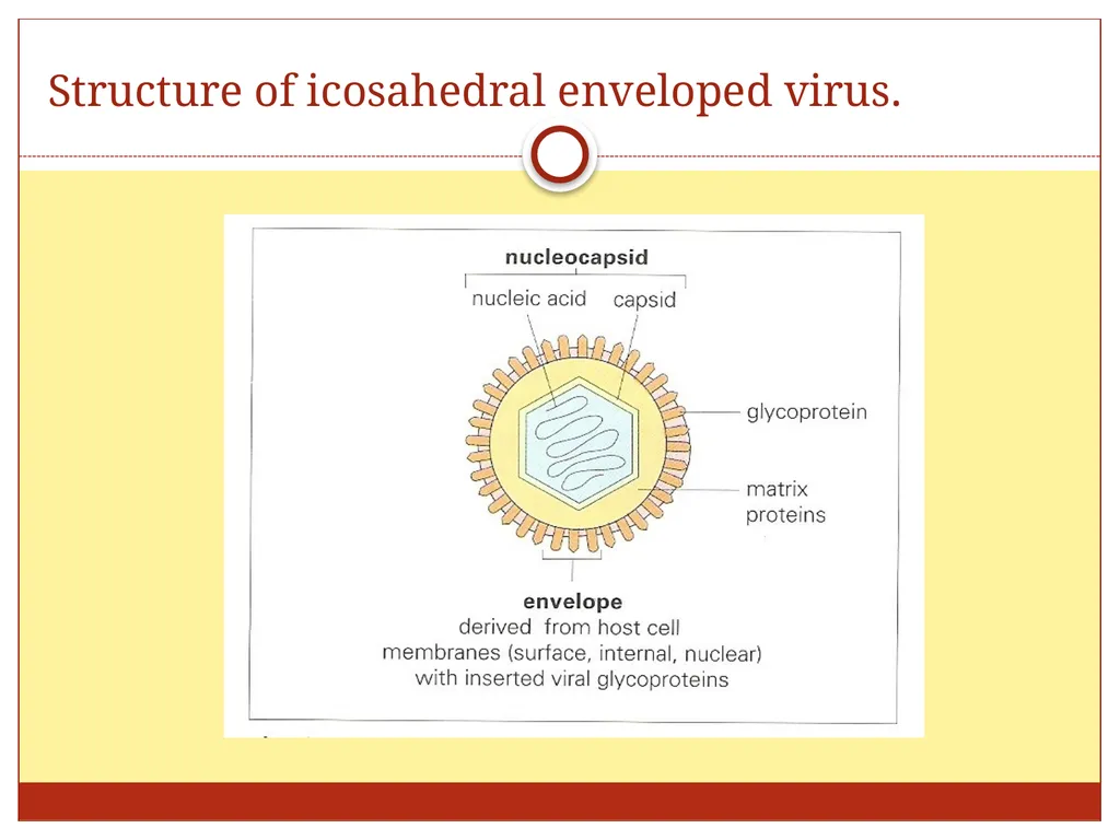DR. Mohammed Arif Associate professor Consultant - slide 11 of 38